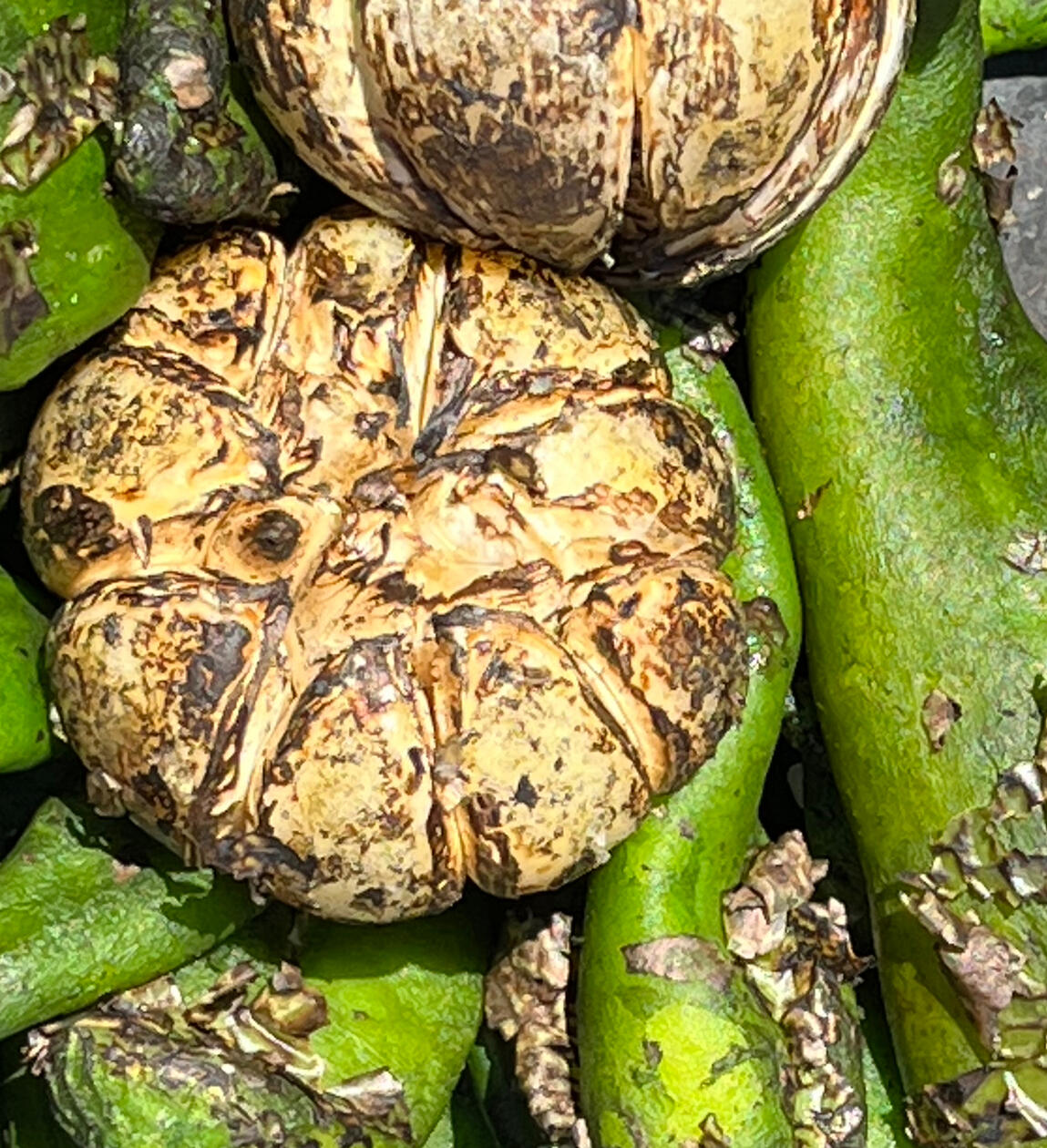 Rosted Chile &amp; Garlic